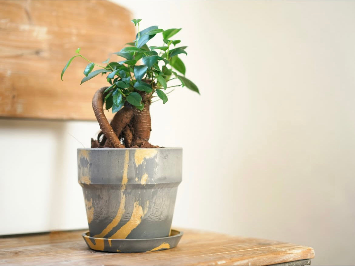 FLOWER POT//Sesame&Lemon