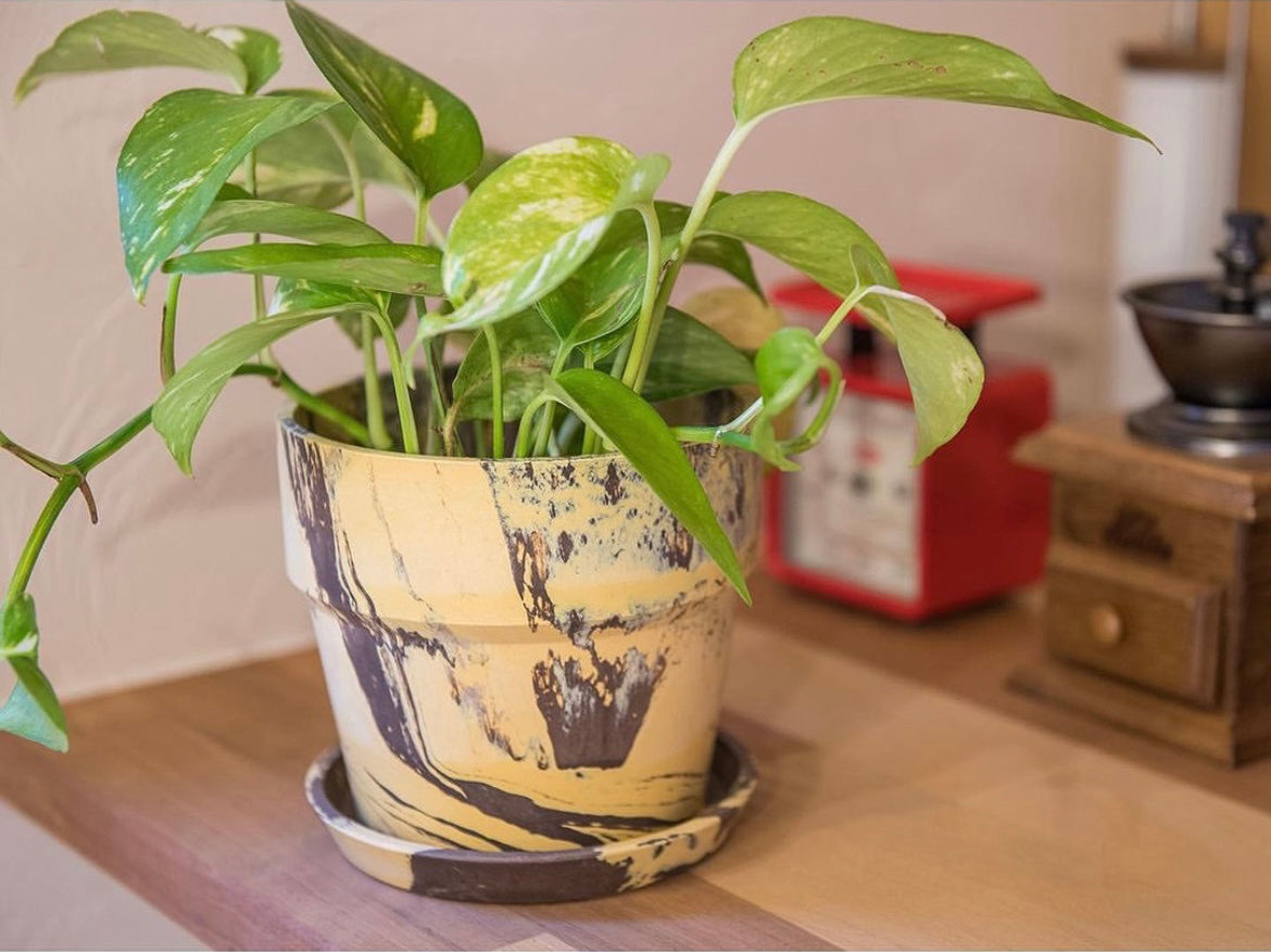 FLOWER POT//Sesame&Lemon